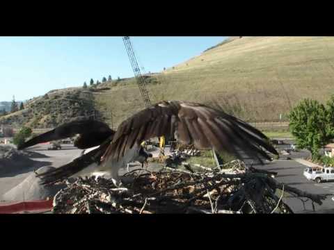 Hellgate osprey Montana Iris & Stan 06/25/15 **Change video setting to HD**