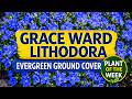 Grace Ward Lithodora Evergreen Ground Cover With Stunning Blue Flowers