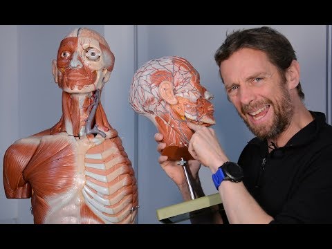 Superficial veins of the face (anatomy)