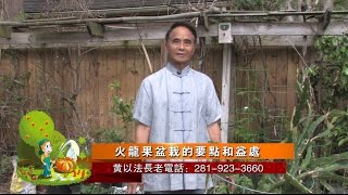 盆栽火龍果的要點和益處  2017