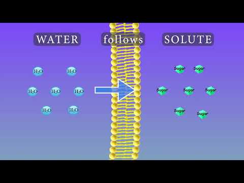 Osmosis Animation and Experiments