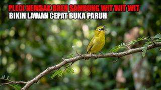 Download lagu PANCINGAN PLECI NEMBAK BREN KENARI SAMBUNG WIT WIT WIT, BIKIN LAWAN IKUT NEMBAK DAN BUKA PARUH mp3 Download lagu PANCINGAN PLECI NEMBAK BREN KENARI SAMBUNG WIT WIT WIT, BIKIN LAWAN IKUT NEMBAK DAN BUKA PARUH mp3
