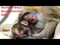 Nice Newborn Briya Breast Nutrition Milk So Yummy Kindly Mom Brinn Give Milk Baby Briya Until Full
