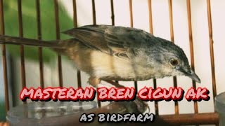 Download lagu MASTERAN CIBLEK GUNUNG (CIGUN) GACOR NGEBREEN AK47 JERNIH DENGAN JEDA 50 DETIK mp3 Download lagu MASTERAN CIBLEK GUNUNG (CIGUN) GACOR NGEBREEN AK47 JERNIH DENGAN JEDA 50 DETIK mp3