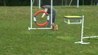 Alicia and Suzie doing agility at Camp Dogwood