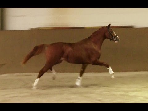 3. Ponyforum Hengsttage MR. MARPLE v. FS Mr. Right - Londonderry