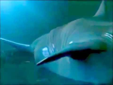 Gryf Dolphin Transformation