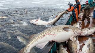 Pescadores Russos Capturam 13.700 Toneladas De Frutos Do Mar Por Dia Usando Este Método