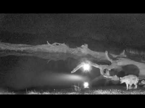 Djuma: Lone Spotted Hyena passes by the pan  - 03:27 - 07/17/18