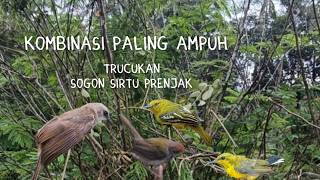 Download lagu Suara Ribut Trucukan Kombinasi Sogon Sirtu Prenjak Dijamin Ampuh mp3