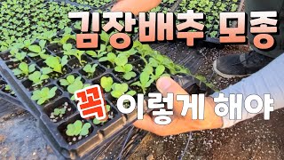 김장배추 모종 꼭 이렇게 키워야 짱짱하다 김장배추 심는시기 김장무 심는 시기는?