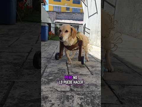 Perrita reacciona a su nueva prótesis para poder caminar