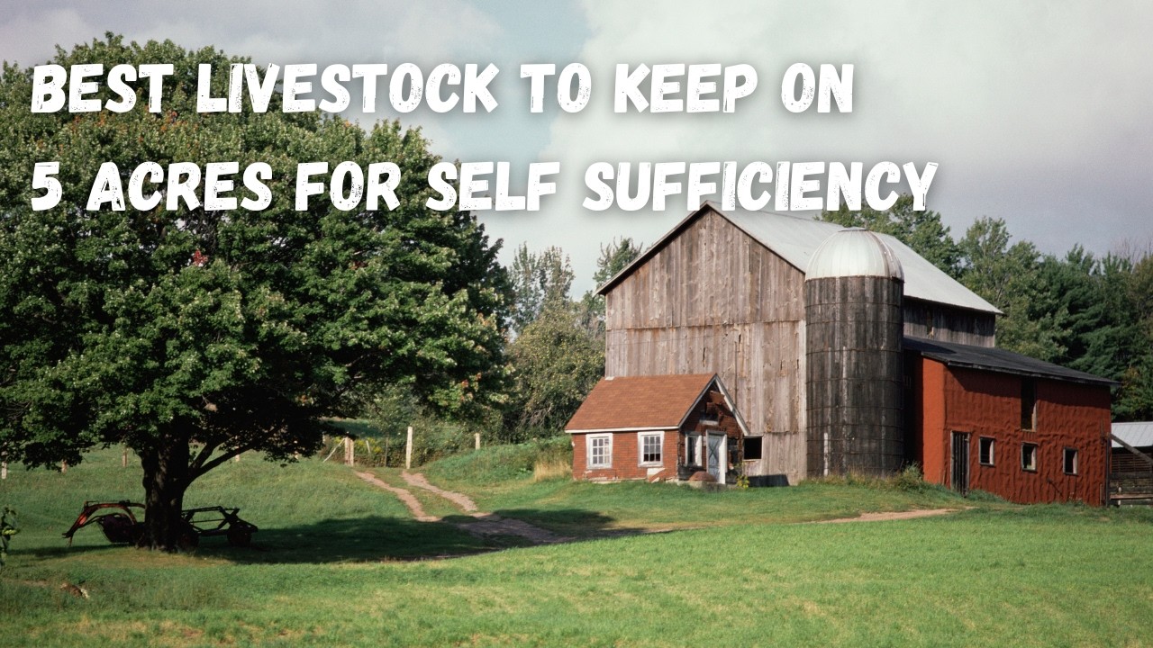 How to Achieve Self Sufficiency on 5 Acres