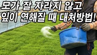 20년차 벼농사꾼이 알려주는 모판에 "모"가 잘 자라지 않고 잎이 연해질 때 대처방법!