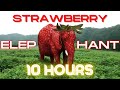 Strawberry Elephant 10 Hours