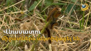Վնասատուները գրոհում են հարյուրներով. գյուղացիների ահազանգը