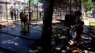 Turpentine Creek Wildlife Refuge - Thor - African Lion unhappy at bath time! 2