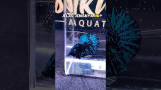 Download lagu Spill Price of Betta Fish That Won the Champion in the Contest Arena!! mp3 Download lagu Spill Price of Betta Fish That Won the Champion in the Contest Arena!! mp3