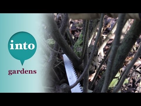 Pruning rugosa roses with Ian le Gros of RHS Hyde Hall