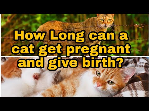 how long can a cat get pregnant and give birth?