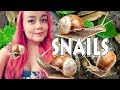 My New Pet Snails & Daily Care Routine