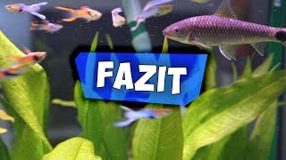 FAZIT ZUM 300L AQUARIUM | ANFÄNGER FISCHE, PFLANZEN & PFELGE | Aqua Update