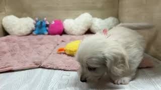 ハーフ犬の動画01