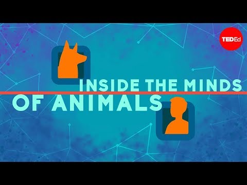 Inside the minds of animals