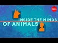 Inside The Minds Of Animals Bryan B Rasmussen