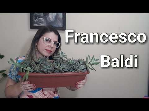 Como cuidar da suculenta Francesco Baldi.