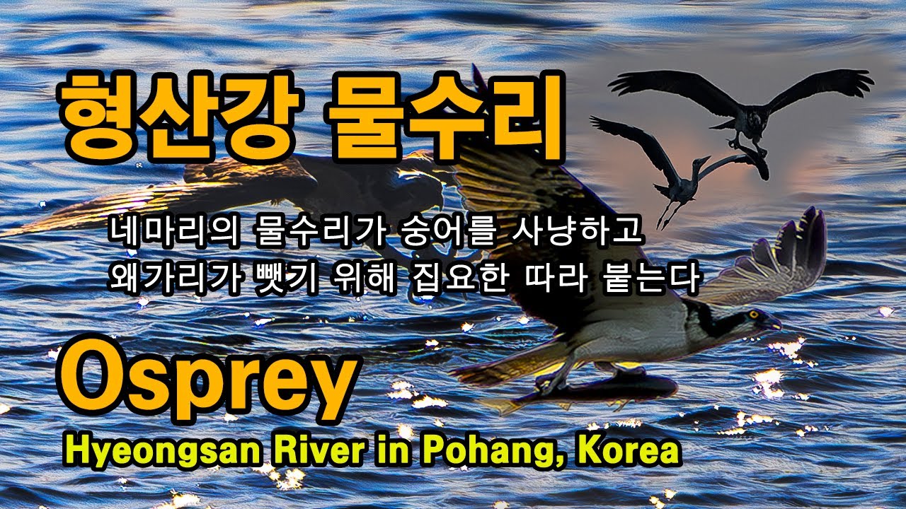 물수리 숭어 사냥 유튜브 썸네일
