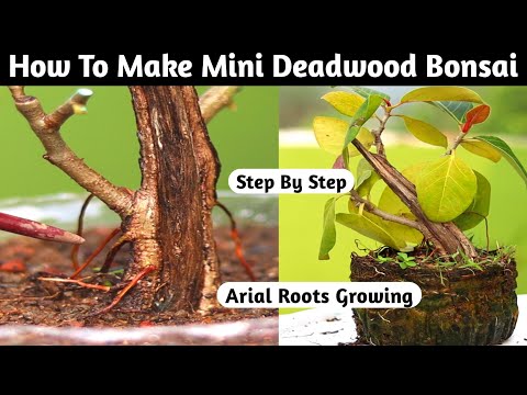 How To Make Mini Dead Wood Bonsai | Bonsai Arial Roots