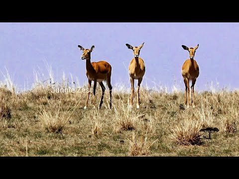 Jungle Zest - Herd of Impala