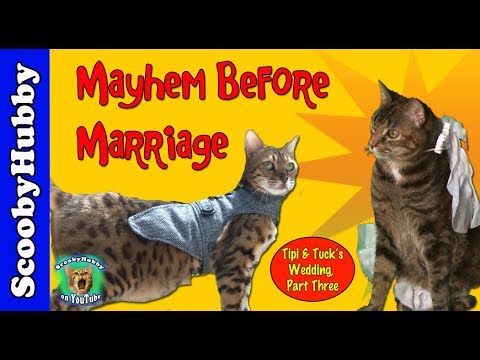 Mayhem Before Marriage -- Cat Clips #252