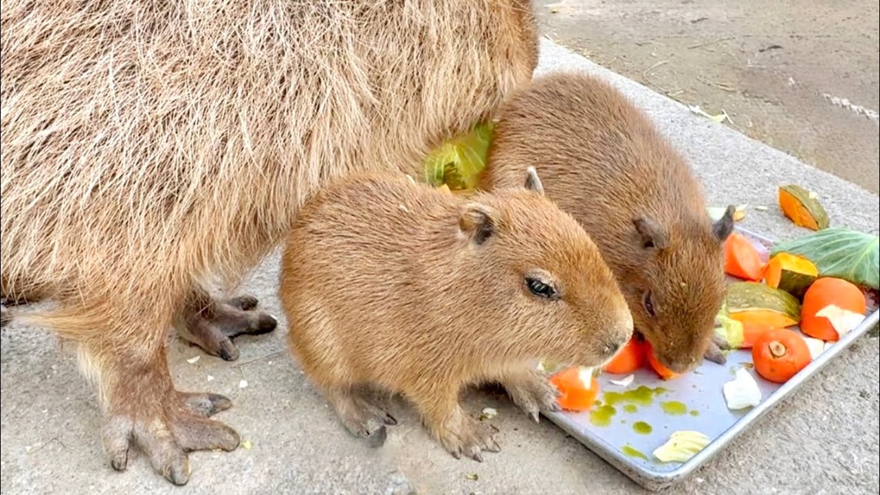 プレートに乗って食事するカピバラの赤ちゃんたち💛【長崎バイオパーク】