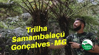 Trilha Samambaiaçú - Mantiqueira Ecoturismo
