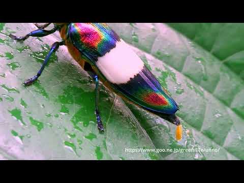 ハデルリニシキタマムシ