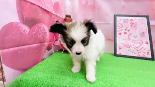 パピヨンの動画01