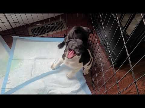 Caballo, an adopted Labrador Retriever & Sheep Dog Mix in Cranford, NJ_image-1