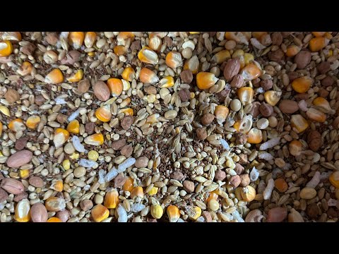 ￼ first time in India ￼ high power, Booster feed at M R GOAT FARM ￼