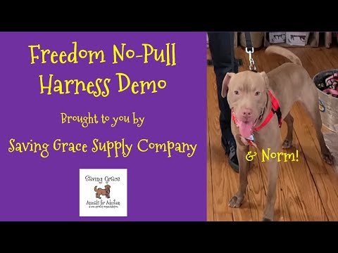 The Freedom No-Pull Dog Harness