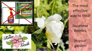 🌹 Treat Japanese Beetles on Roses Organically