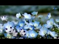 ✿ ♡ ✿ BERNWARD KOCH - The Enchanted Path