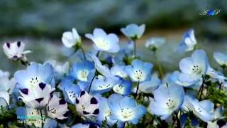 ✿ ♡ ✿ BERNWARD KOCH - The Enchanted Path