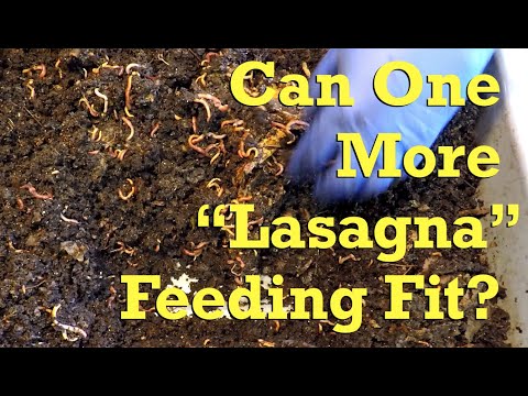 In 158-day ANC worm bin, can "lasagna" style feedings continue?.. - vermicompost