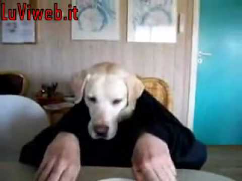 luviweb.it - il cane umano