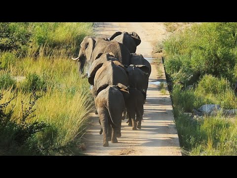 Elephants Crossing a Bridge | Kruger Park Sightings