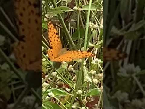 Chasing Butterfly 🦋