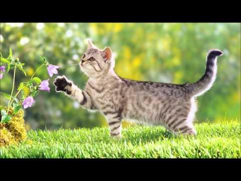 Faruk Sabanci I Dont't Wanna be