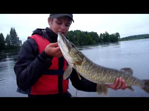 Release av gädda, under vatten